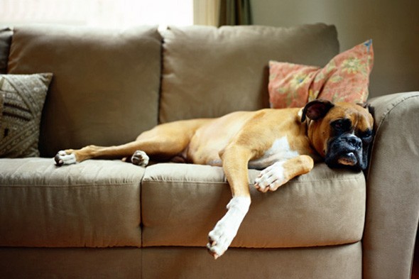 17 Tips for Keeping a Clean House with PETS