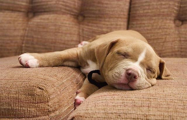 17 Tips for Keeping a Clean House with PETS