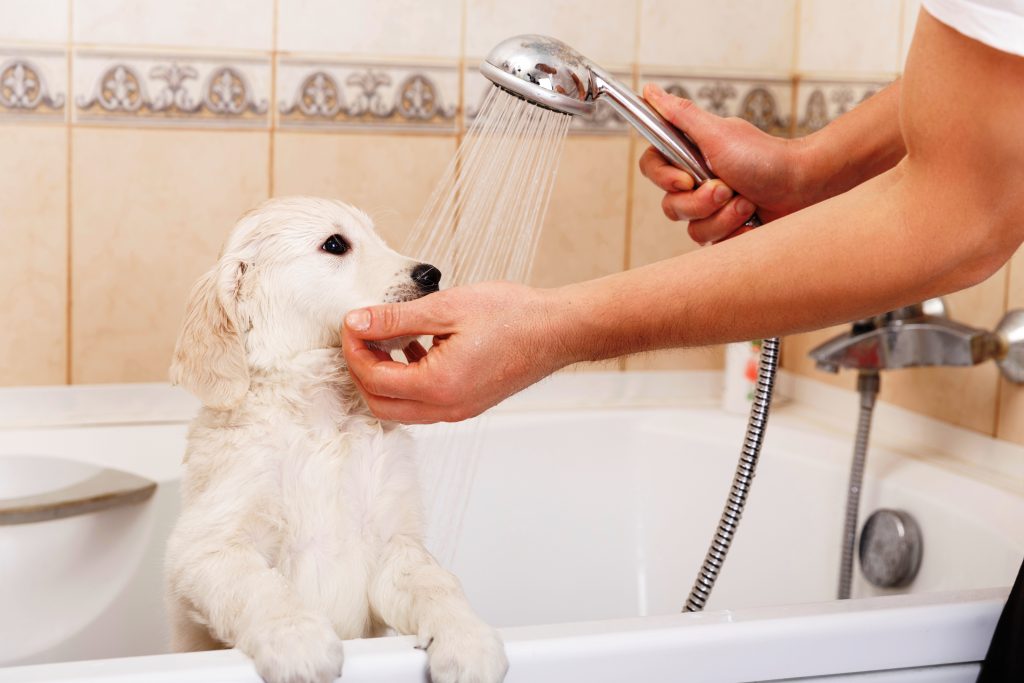 golden retriever puppy in shower