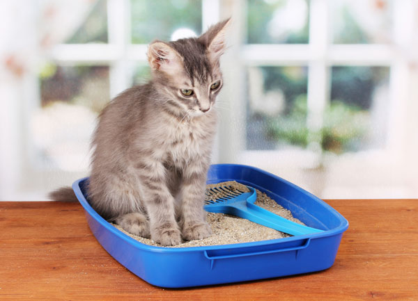 17 Tips for Keeping a Clean House with PETS