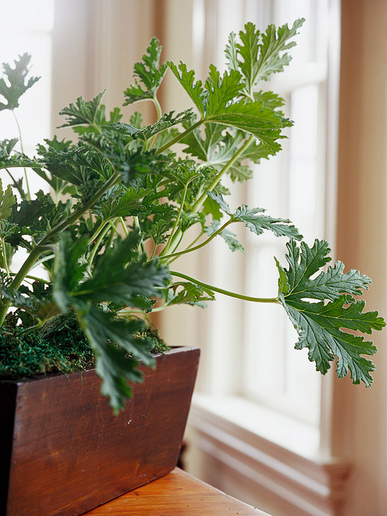 10 DIY Air Fresheners You Can Make in No Time • Organization Junkie