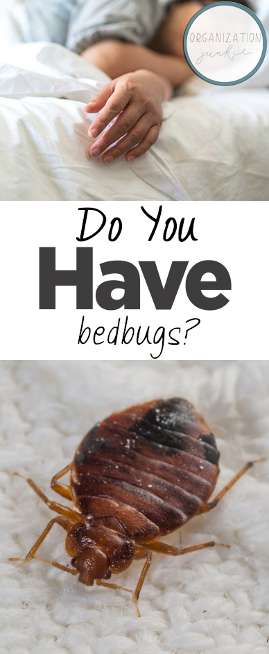 how do you know if you have bed bugs