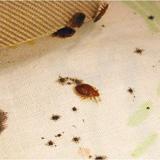Do You Have Bed Bugs? • Organization Junkie