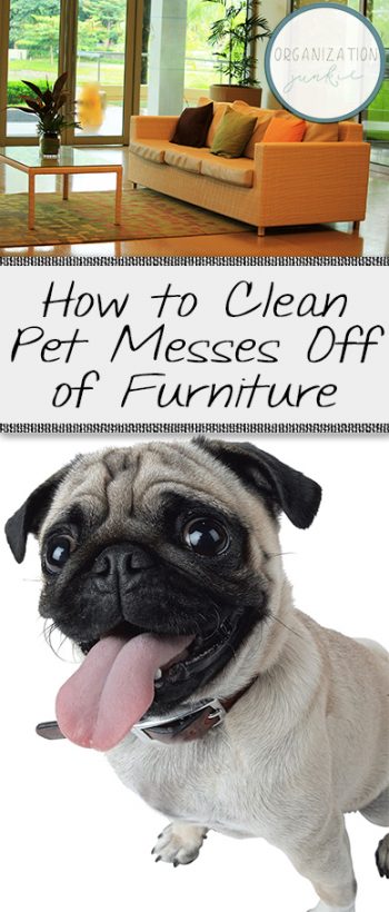 How to Clean Pet Messes Off of Furniture| Cleaning, How to Clean Pet Messes, Cleaning Tips and Tricks, Cleaning Hacks, Clean Pet Messes, Popular Pin #Cleaning #CleaningTIps 