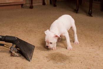 Carpet cleaner for cleaning dog urine