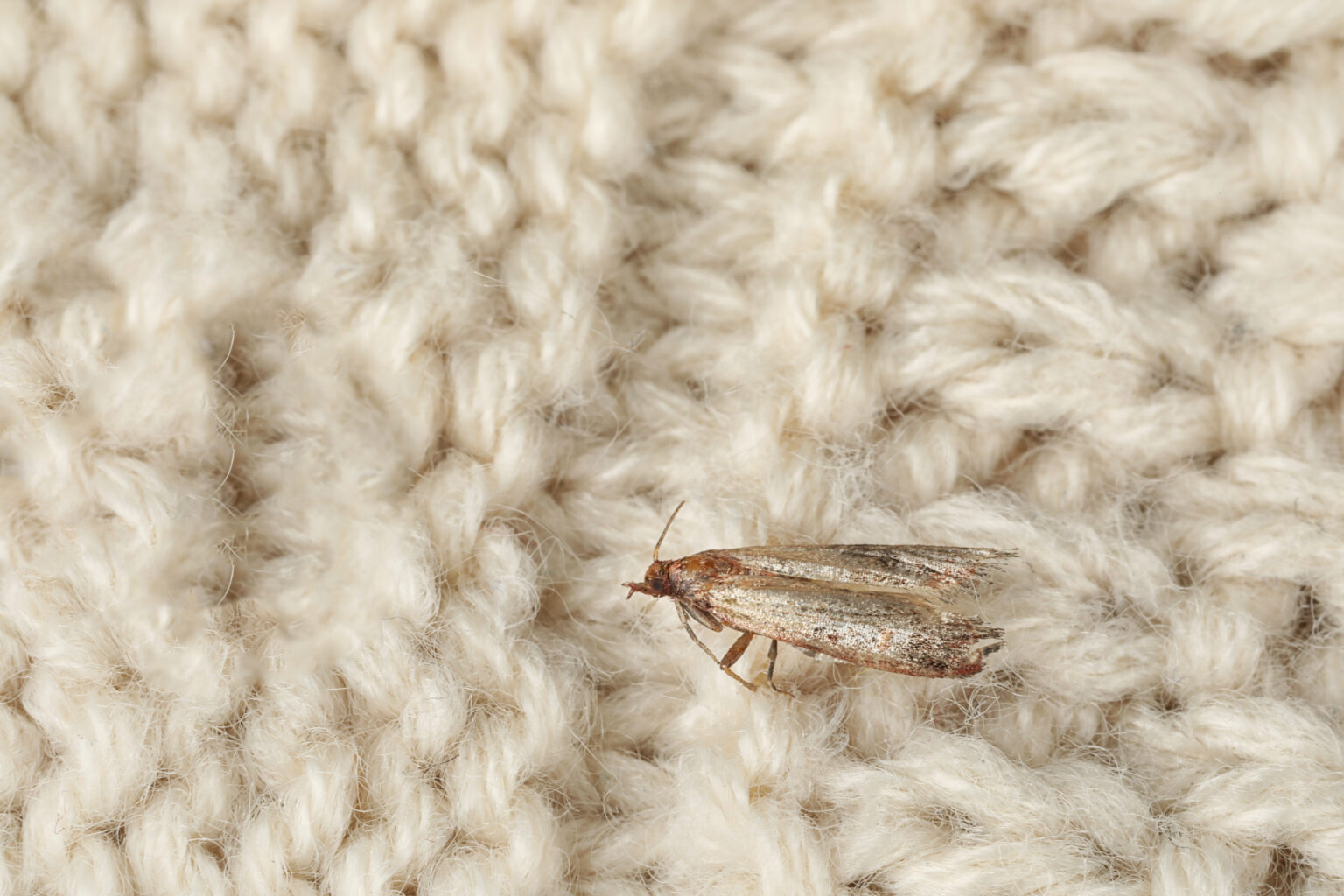 How To Get Rid Of Moths In Clothes