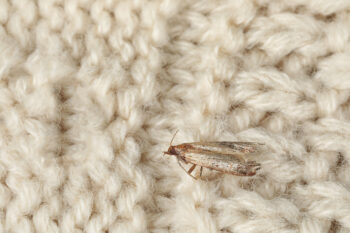 How to get rid of moths: small moth on sweater