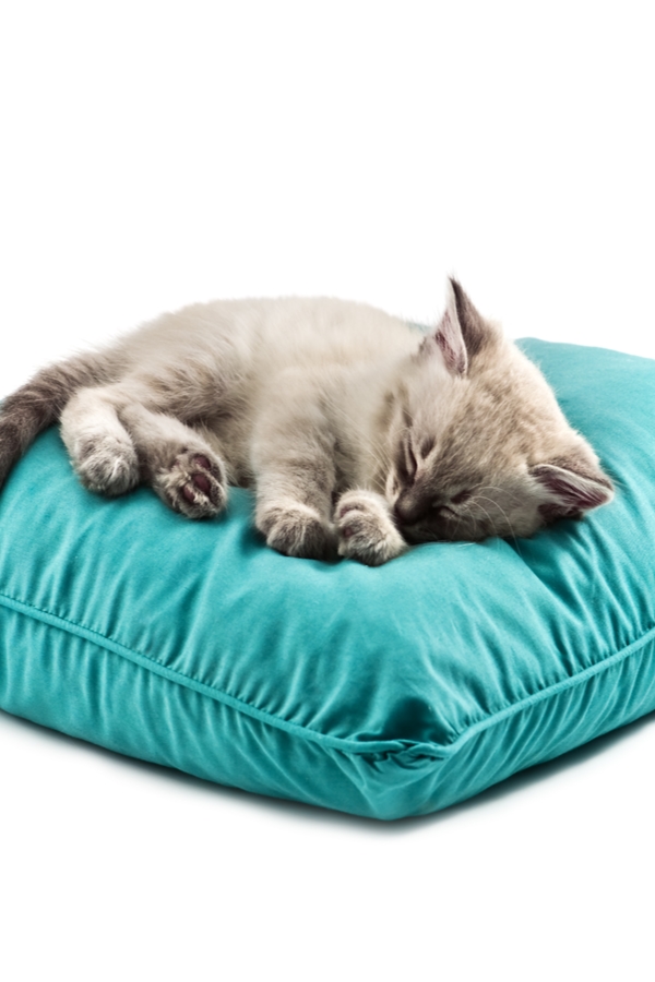 Here's The Best Way To Clean Your Pet's Pillow
