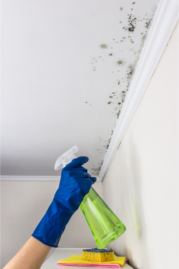 Mold is a sneaky home invader. You may have it growing in your home and not even realize it. But when you do discover it, how do you get rid of it? Today we have tips for cleaning mold on ceilings and so much more. 